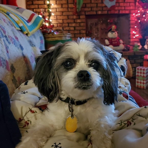 Meet your Posher, Lavene - Picture 6 of 8